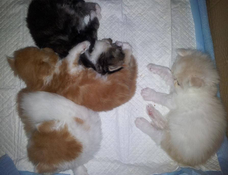 Preparar el biberón para los gatitos.