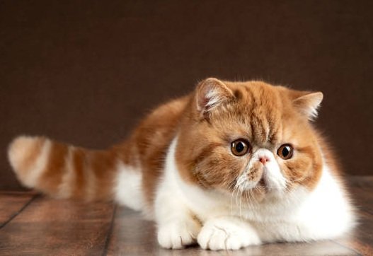 Gato persa exótico (o de pelo corto) red tabby.